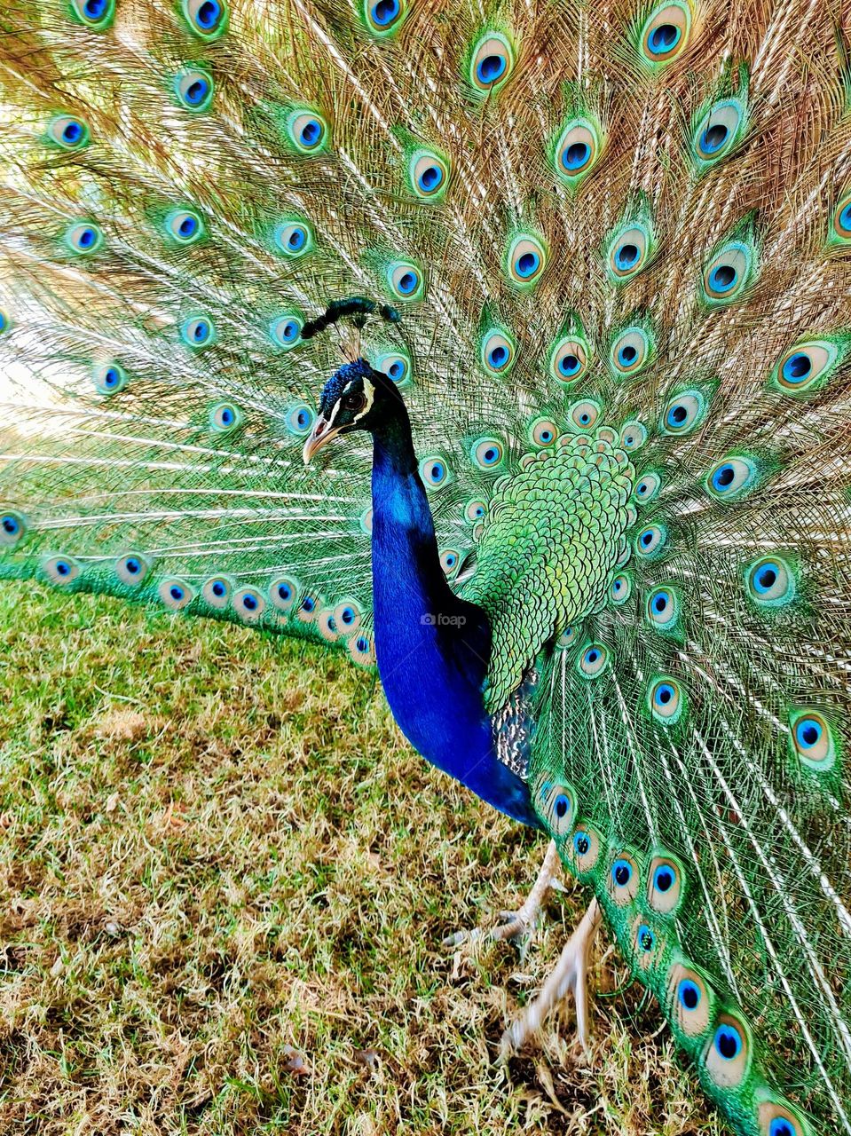 peacock