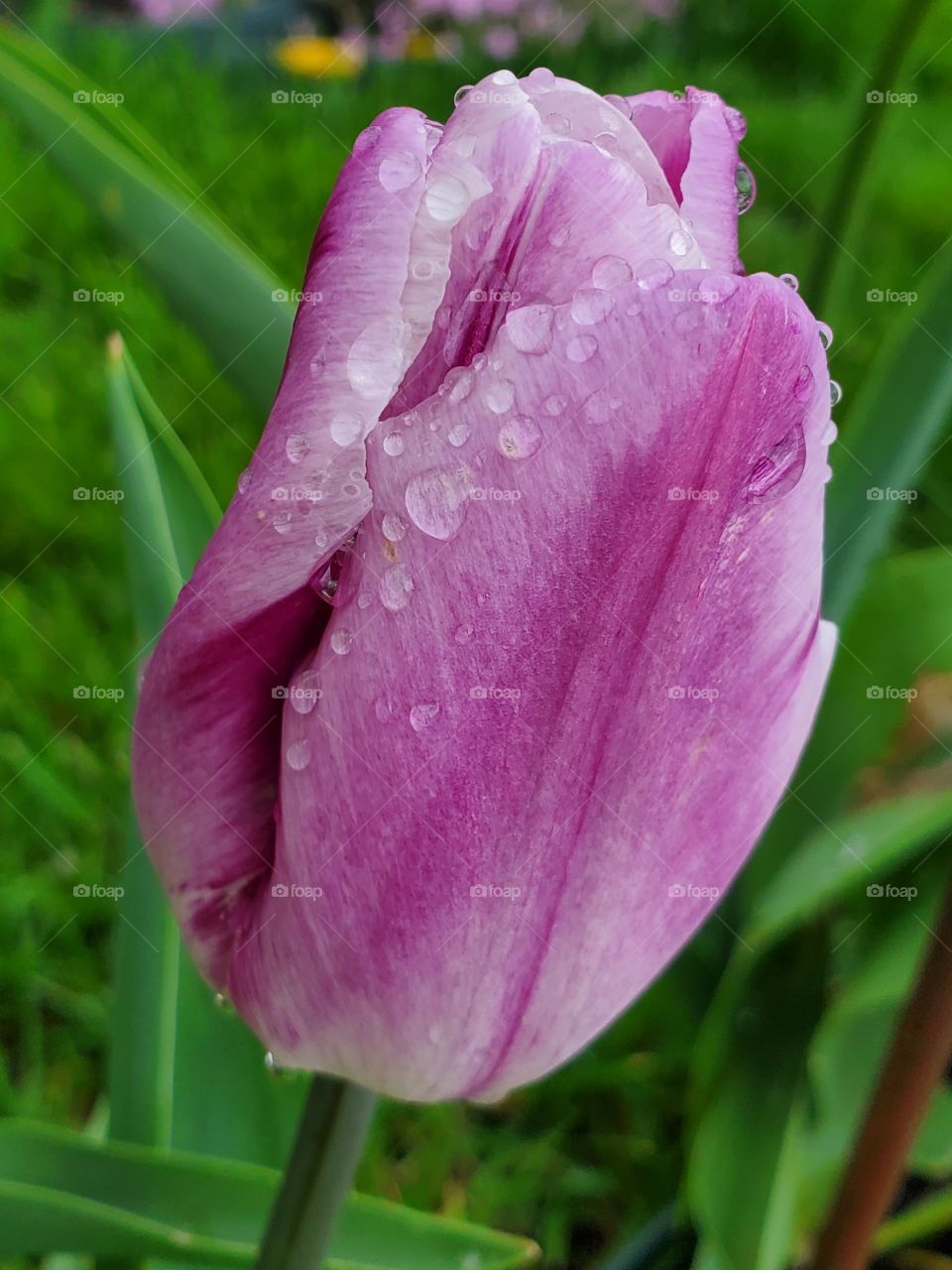 Purple Spring tulip after the Rain