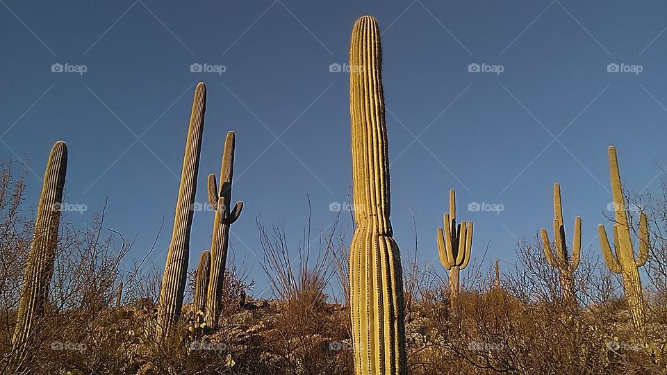 Golden saguaros