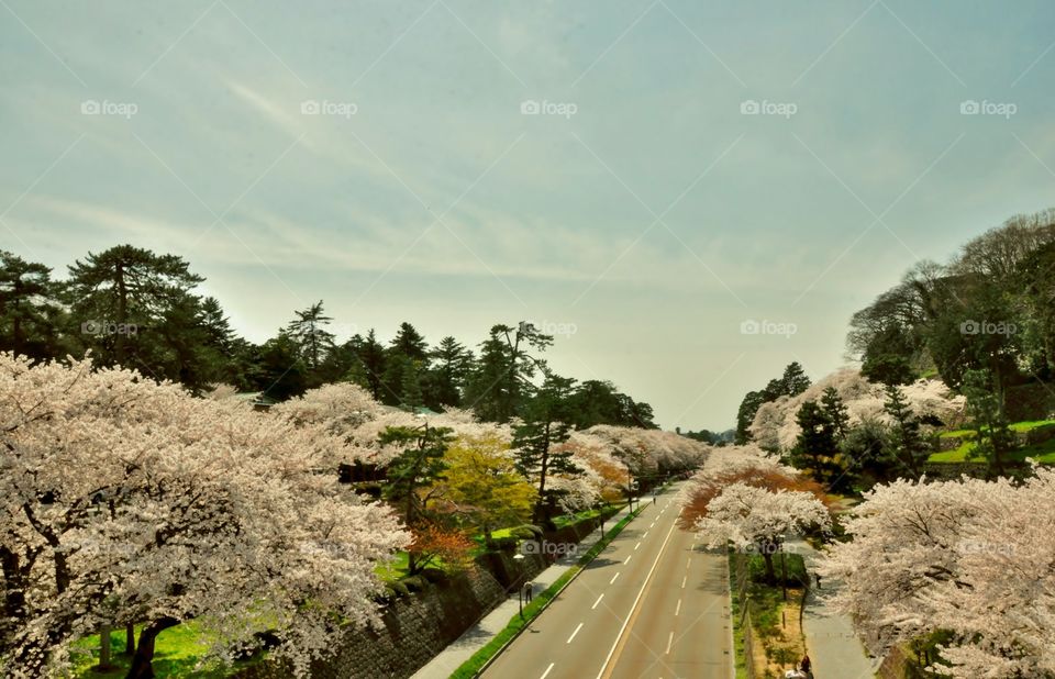 Road to work in Spring