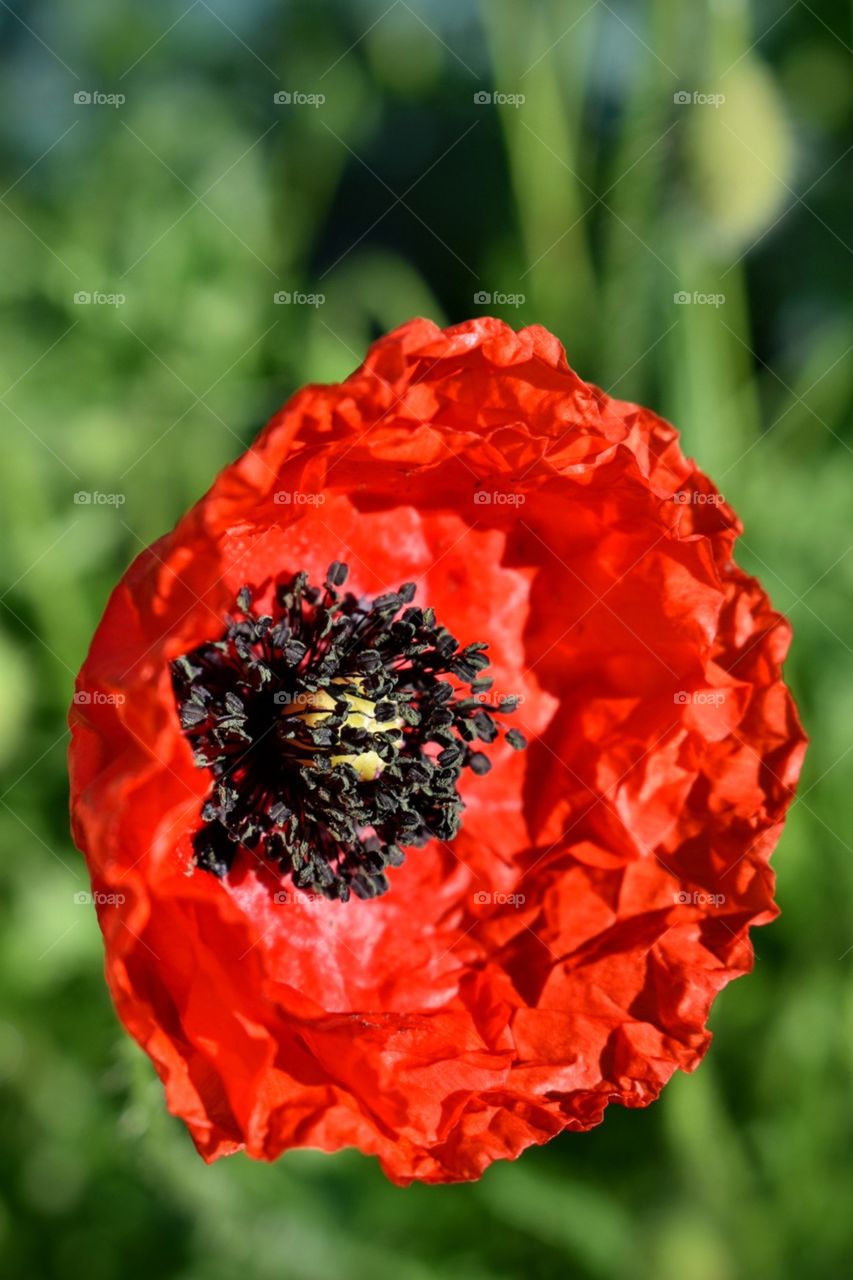 poppy flower portrait