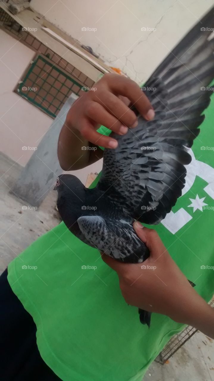 my pet dove