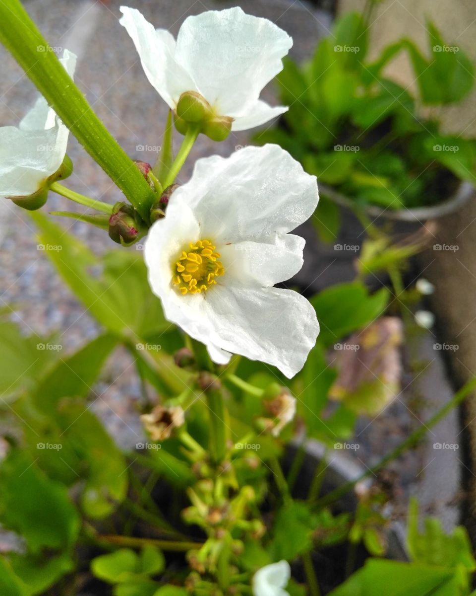 White flowers on the pot