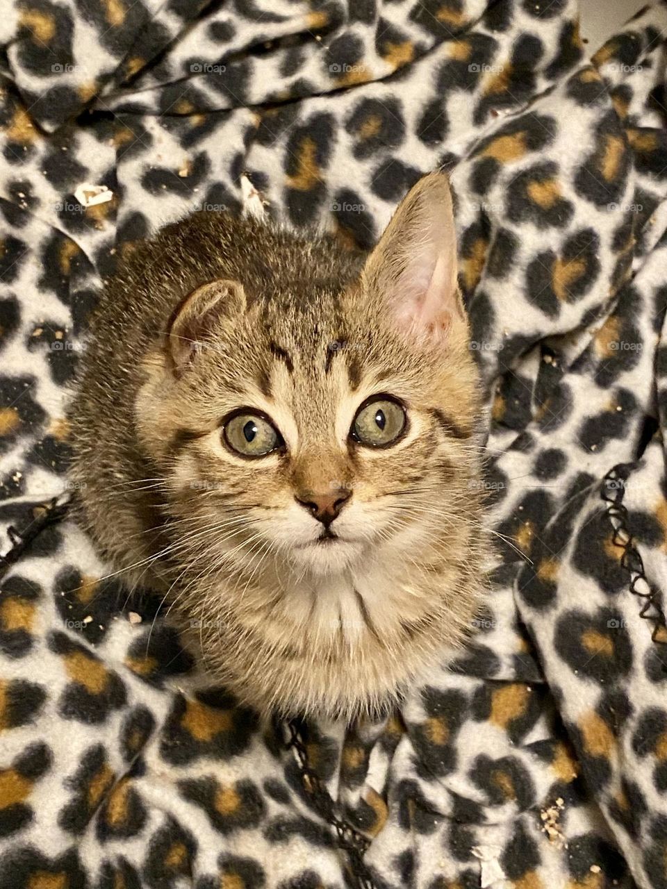 A kitten with a floppy ear sitting on a leopard print blanket