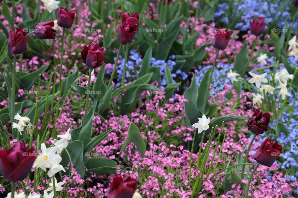 All colours of spring in shape of beautiful flowers 