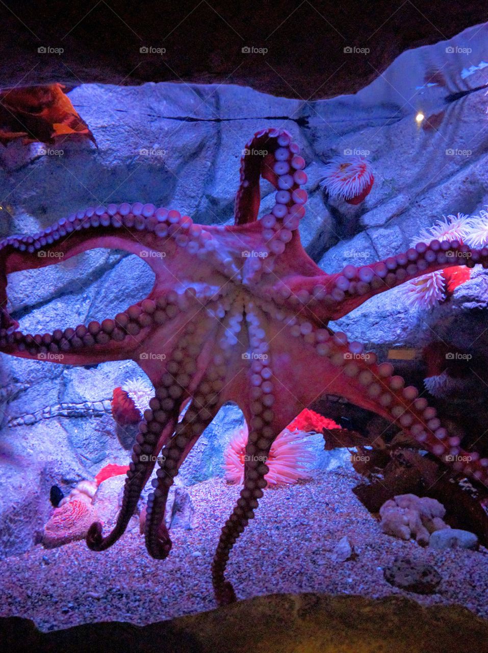 pink octopus