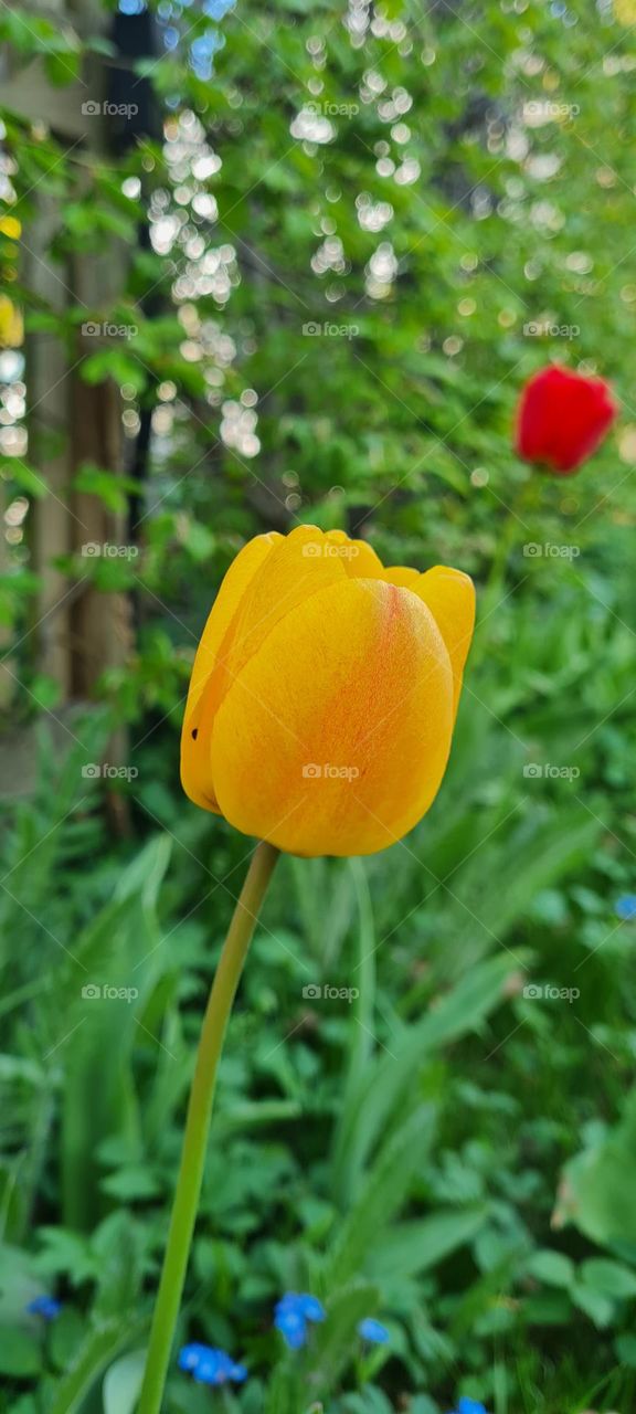 Tulpe