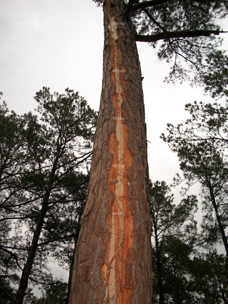Tall Pine Tree Struck by Lightning