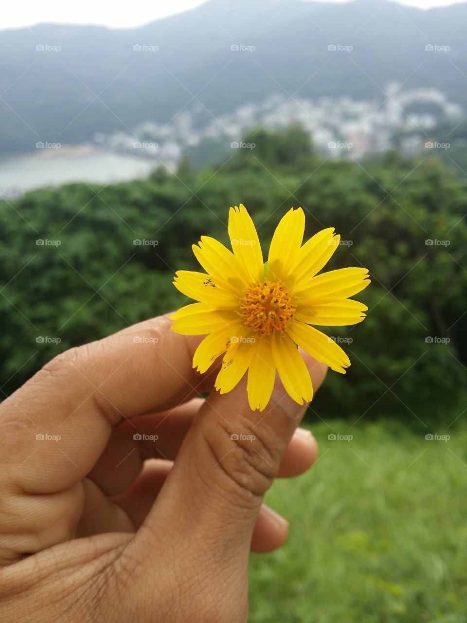 i usually like to take picture of flowers  since i like flowers i took this picture using my phone. the place is in Adventist College (HKAC) hong kong. good collage but really far to reach tooks 1hr from kwloon.