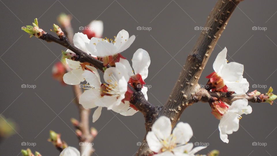 Flower, Cherry, Apple, Branch, Tree
