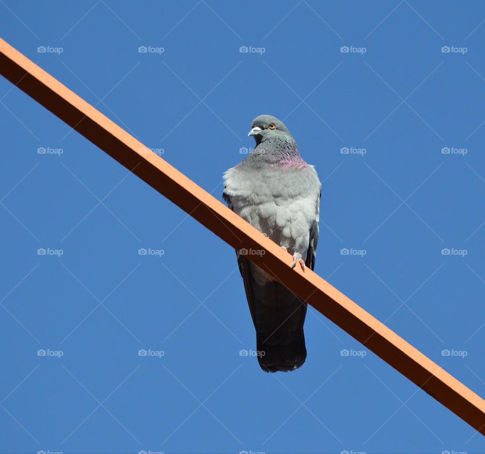 pigeon perched on a bridge with blue skies in the background