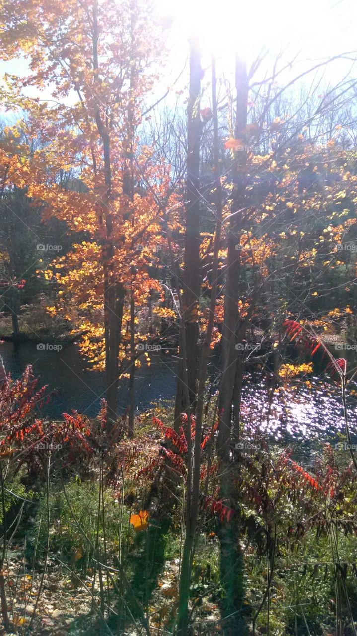 sunlight on the river