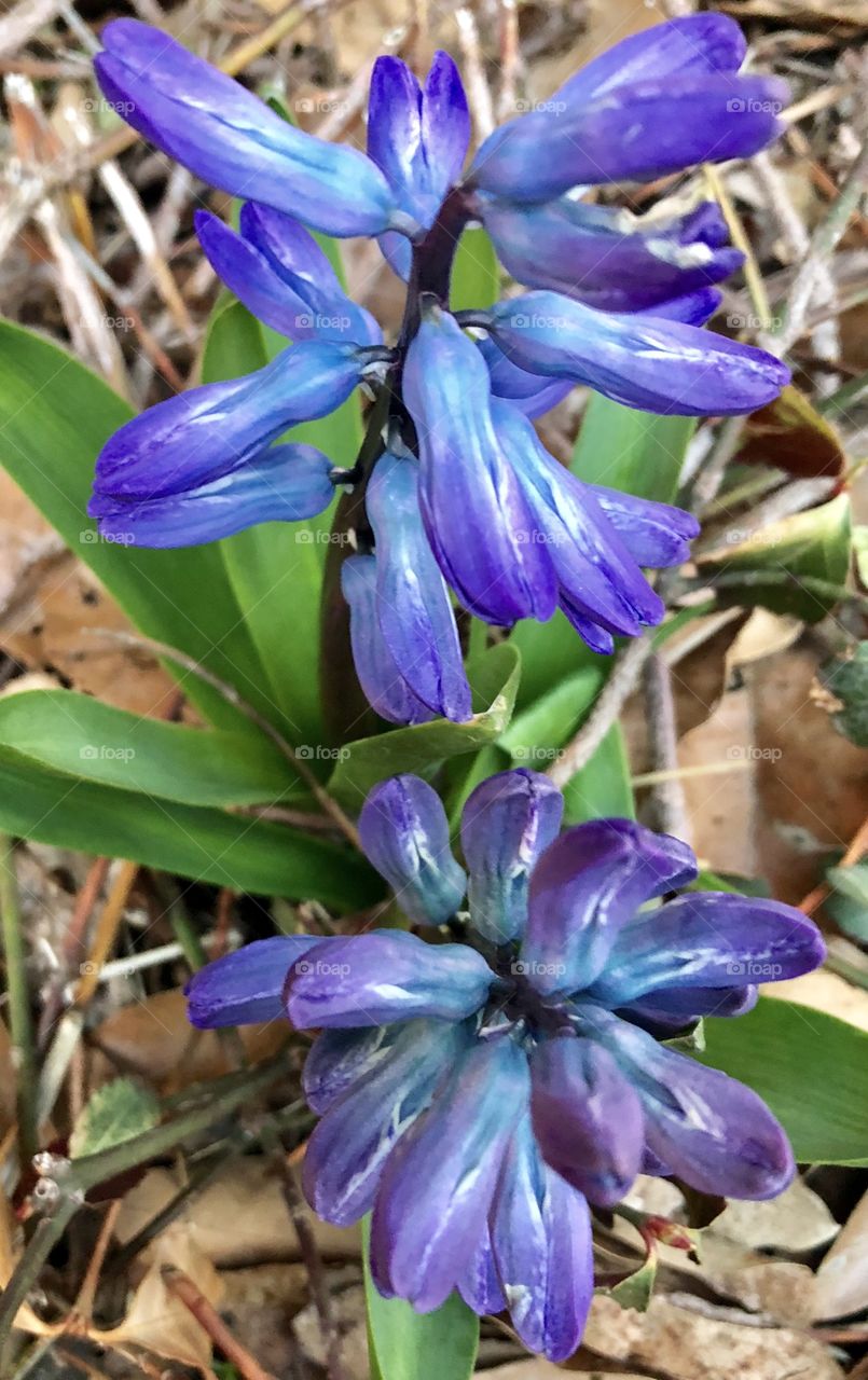 Spring, March, 2018, Late, Late Spring, flower, flowers, floral, plant, leaves, leaf, green, blue, white, purple, brown, ground, clutter, cheer, cheery, signs, sign, signs of spring, first, first flowers, first signs of spring, MO, Missouri