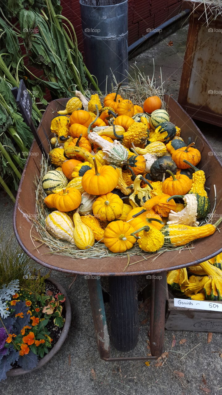 wheel barrow full of gourds
