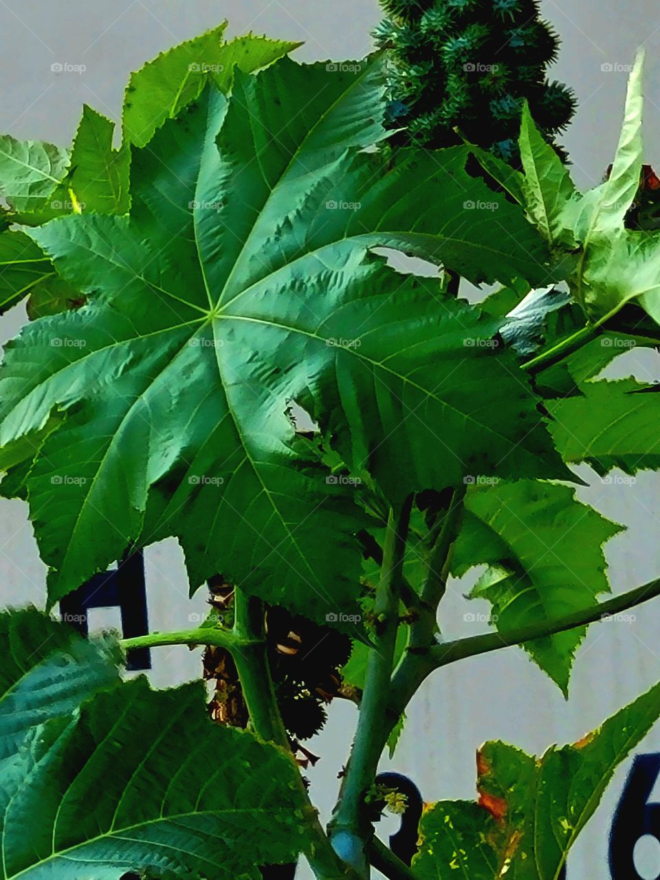 Ricinus Communis Zanzibariens (Castor Bean plant ) Beautiful, but Poisonous!