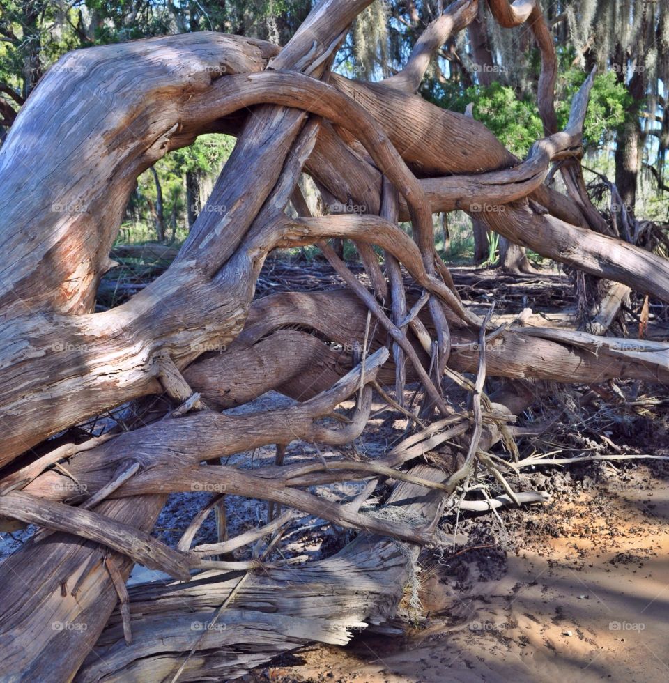 Twisted branches

