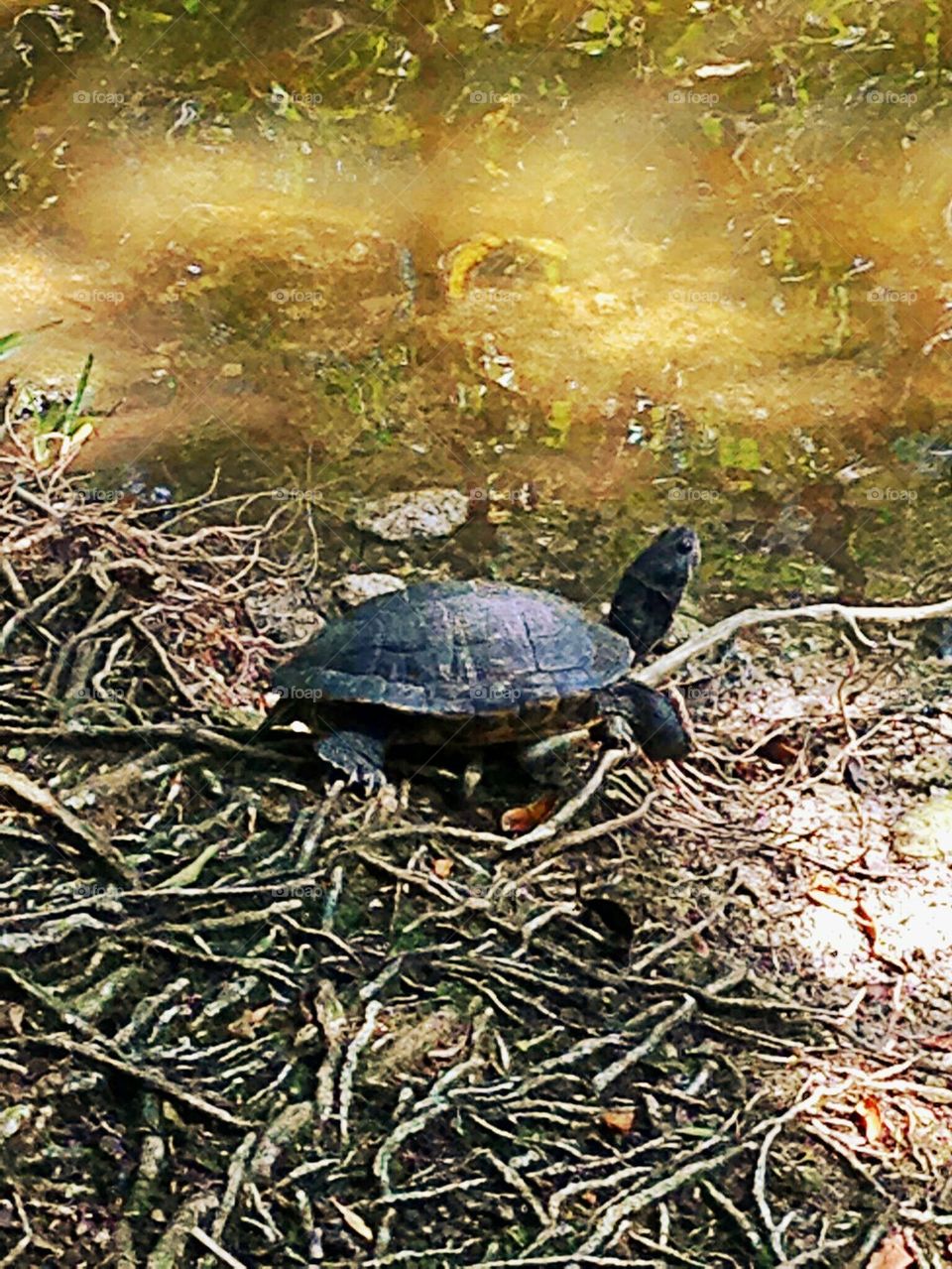 turtle creek
