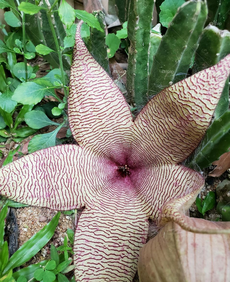 octopus flower
