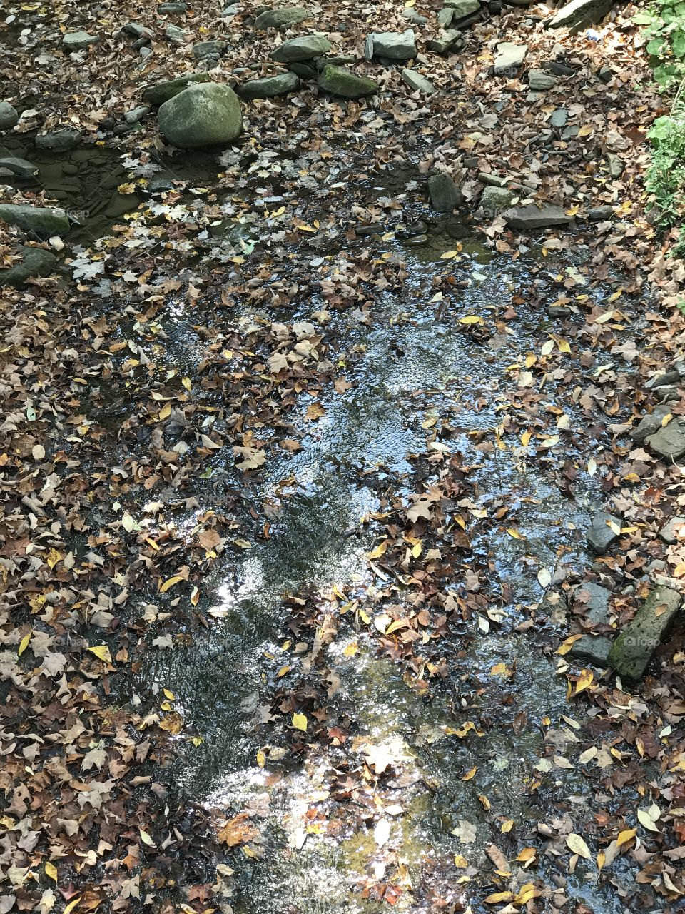 Autumn rain reflections 