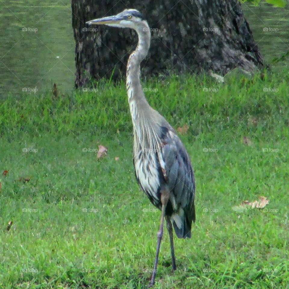 My Heron Photo. Every nature photographer should have one!