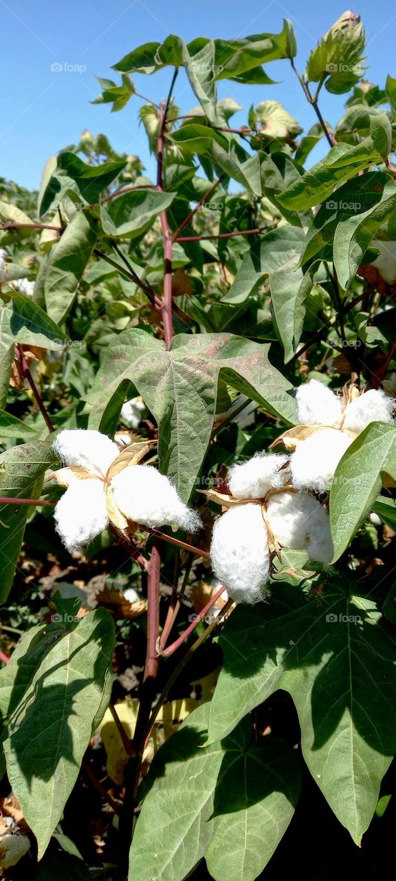 Gossypium hirsutum