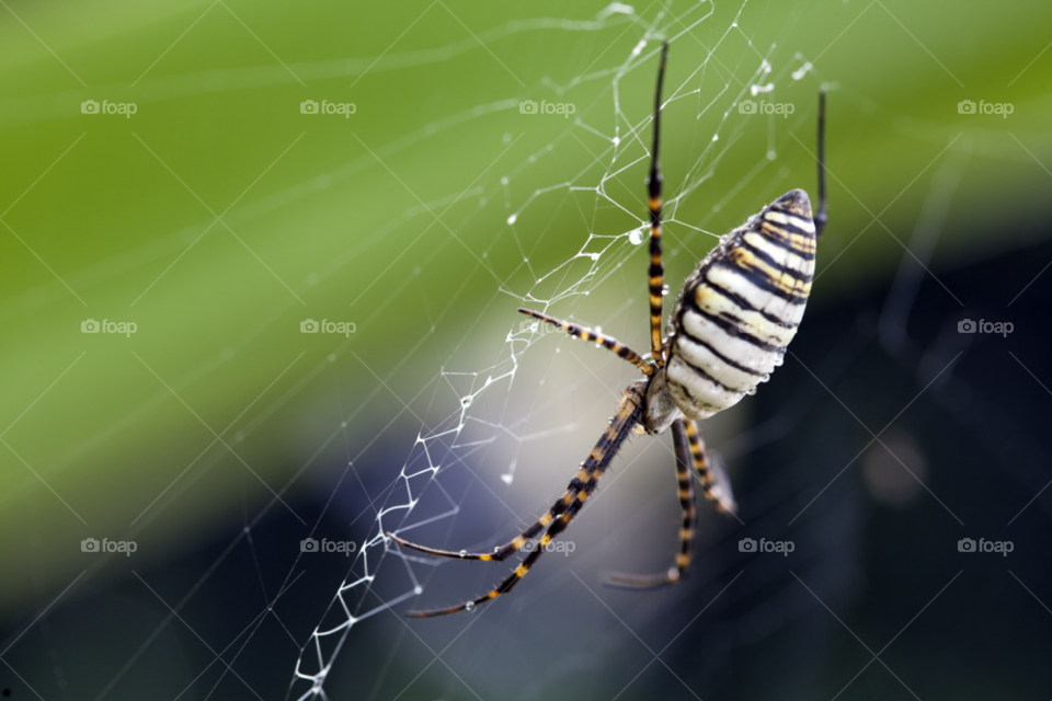 nature outdoors rain web by rinusrini