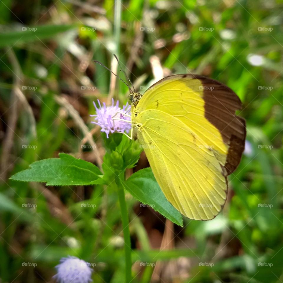 A beautiful butterfly.