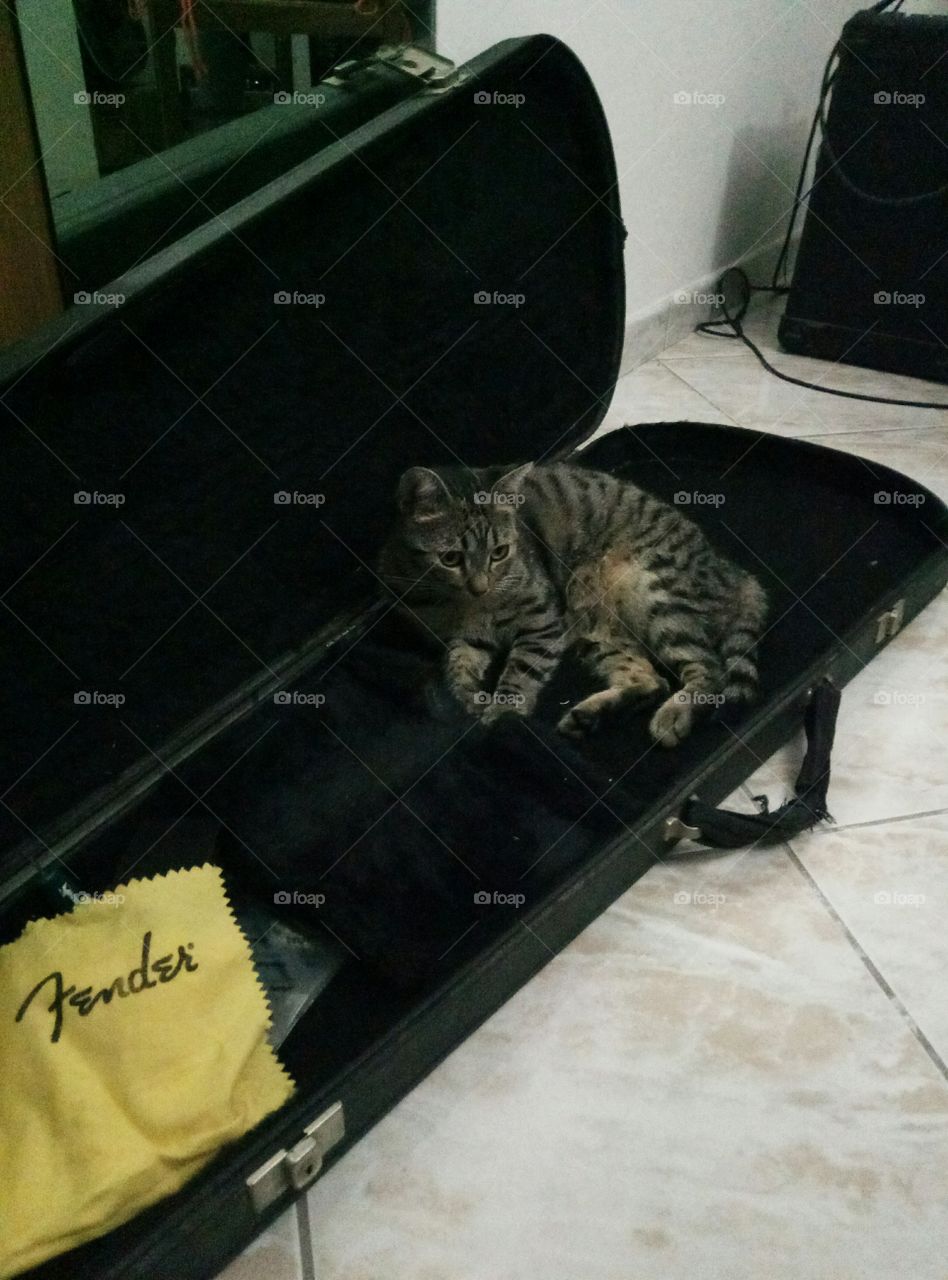 Kitty cat in the Fender guitar case