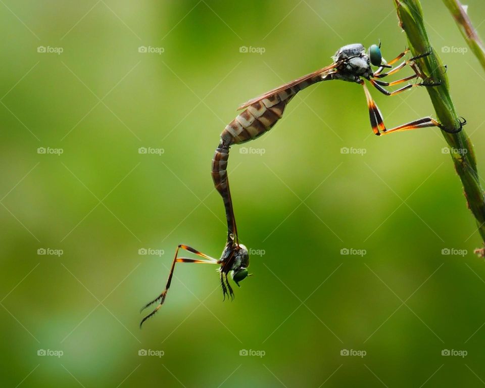 leptogaster
