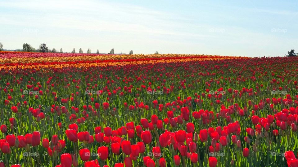 Blooming Tulips