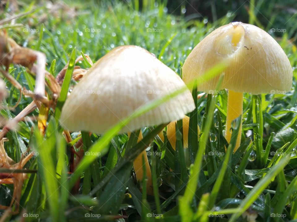mushroom 2