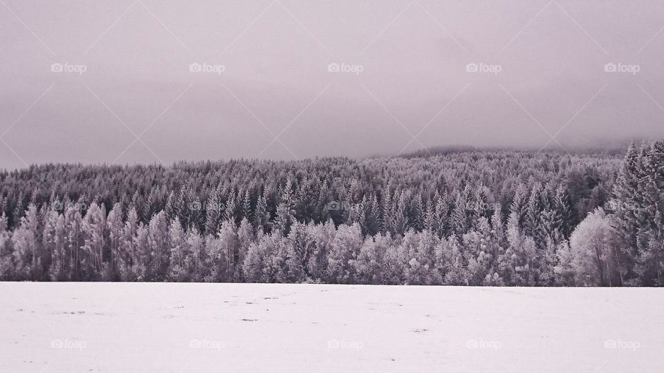 Snow, Winter, Tree, Fog, Frost