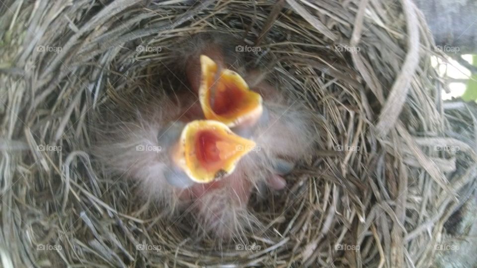 Baby Red Robins