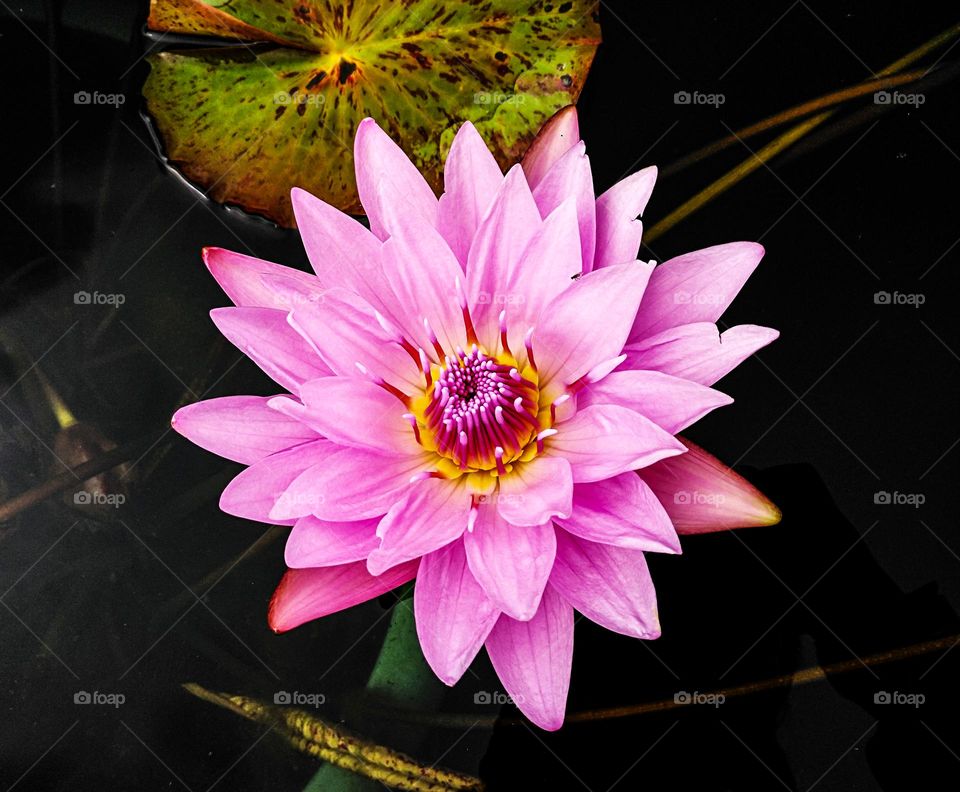 Pink lotus