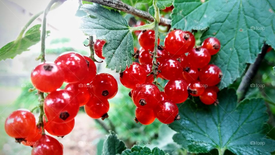 red currant backlit
