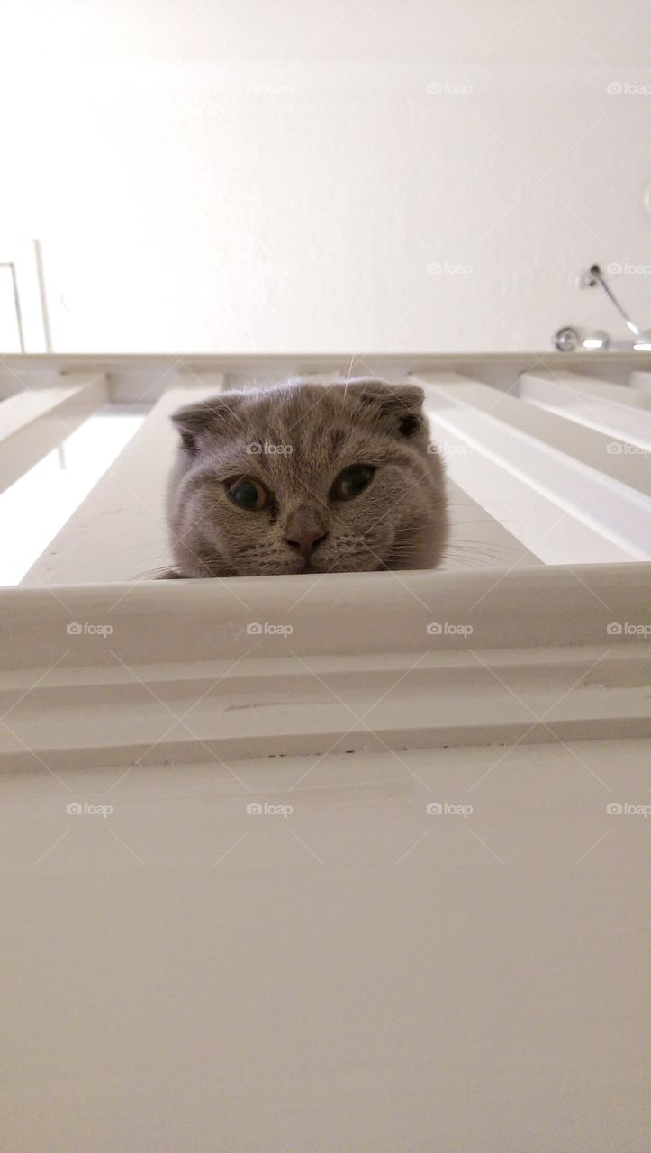 Curious Cat