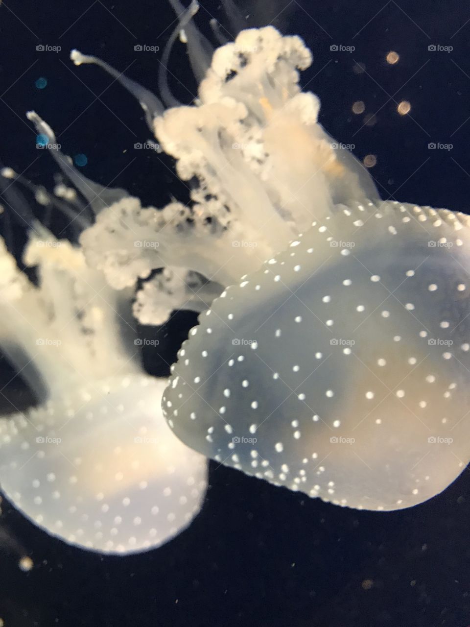 Jellyfish appearance 