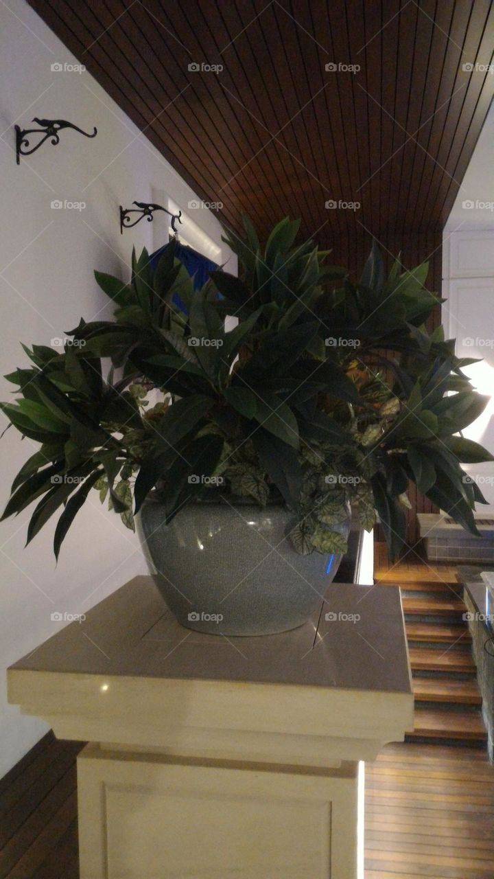 tree, tree pot, ornamental tree in pot, tree inside