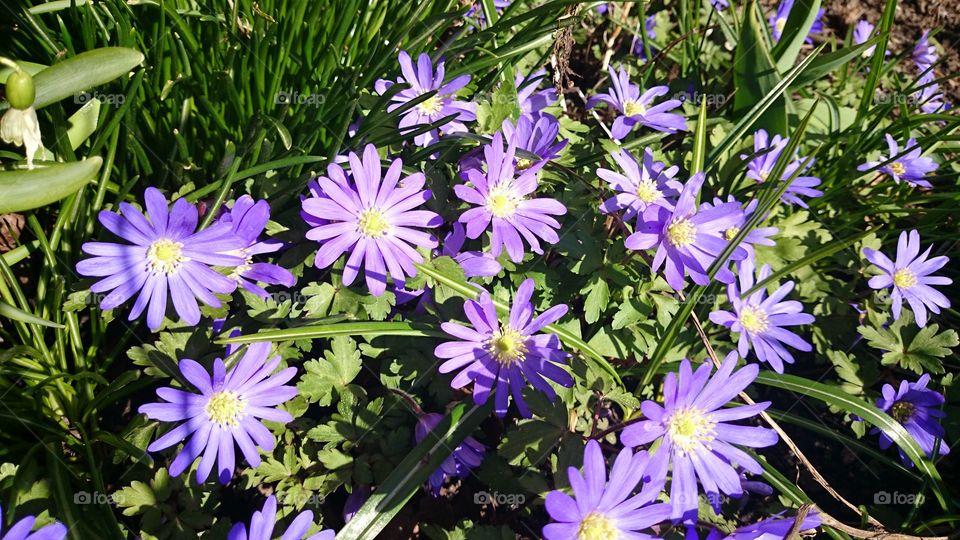 Close-up of purple flowers