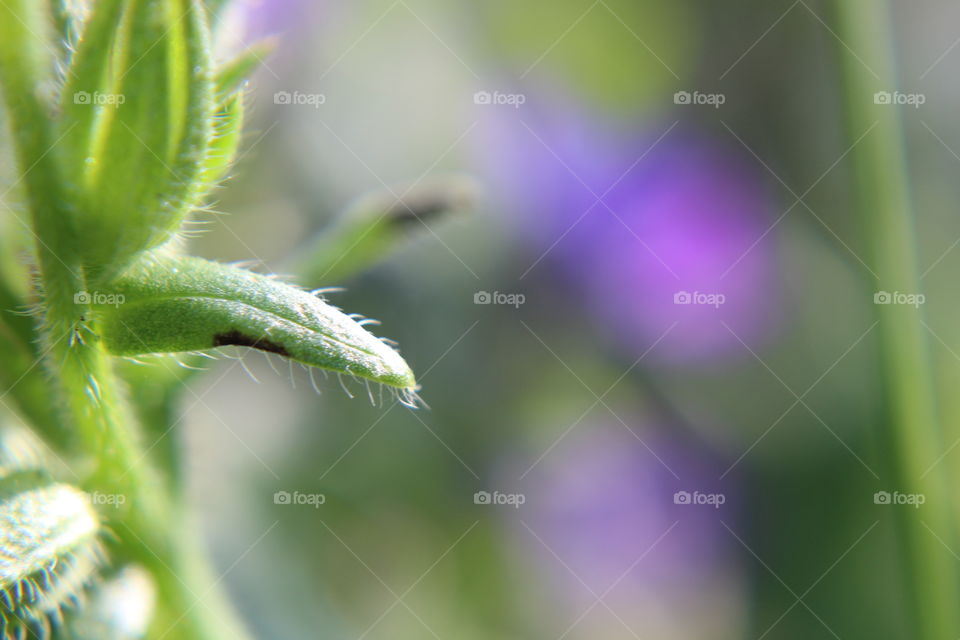 leaves with little hair