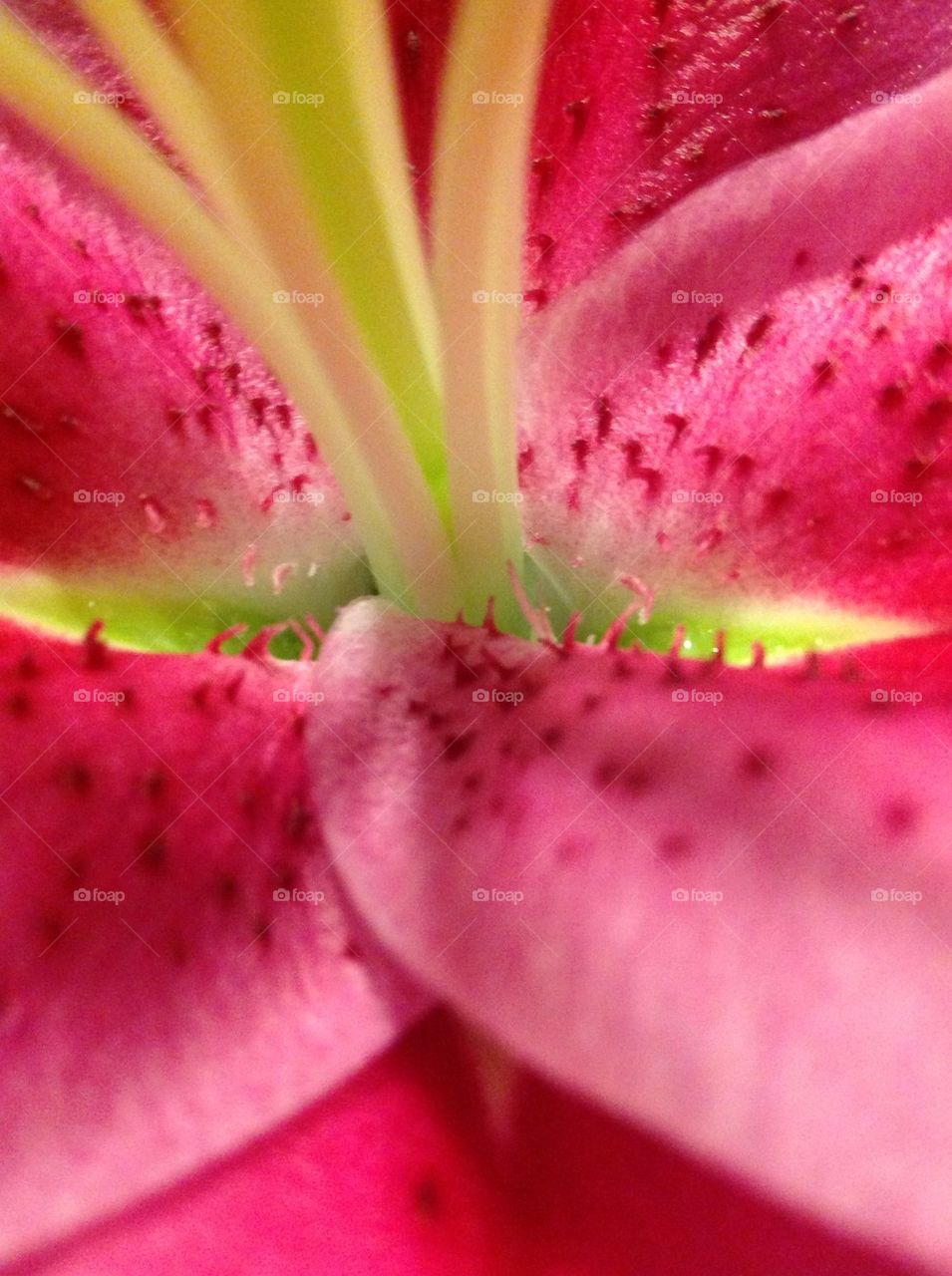 green spring flowers happy by derekdiscovered