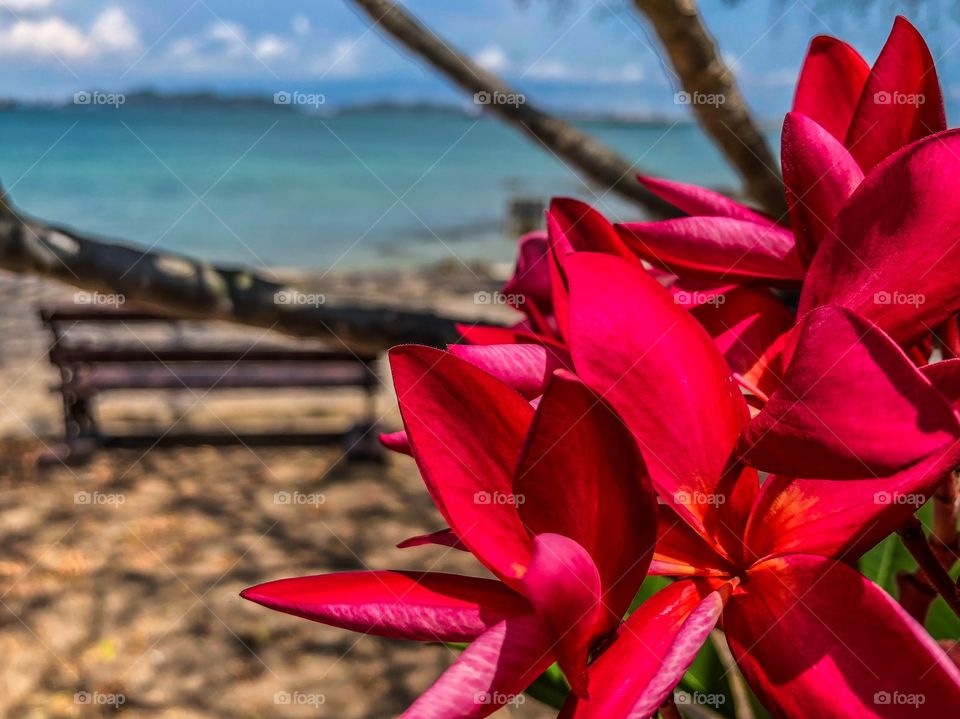 Flowers - Sriracha,Chonburi,Thailand