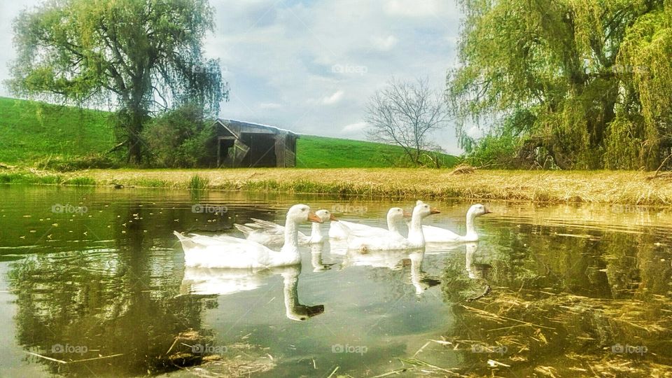 5 geese a swimming. Country living is good for the soul
