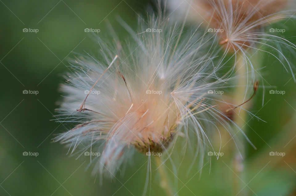 dandelion flower macro close by danieltimofan
