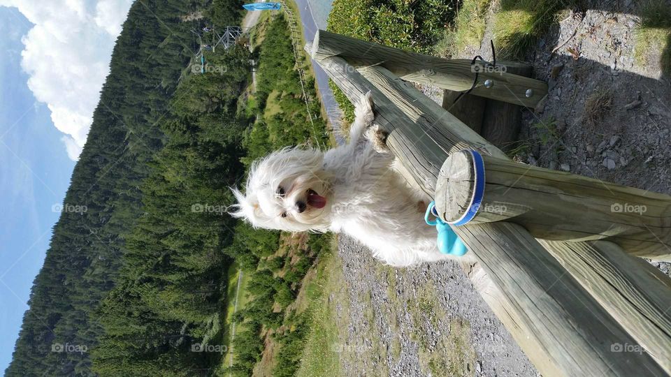 real cats and dogs on real life