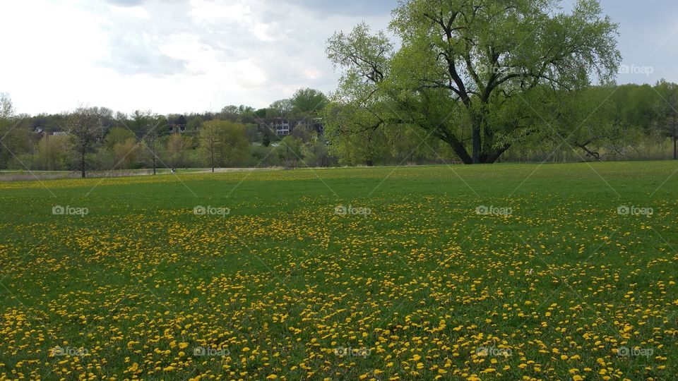 spring time; time for dandelions