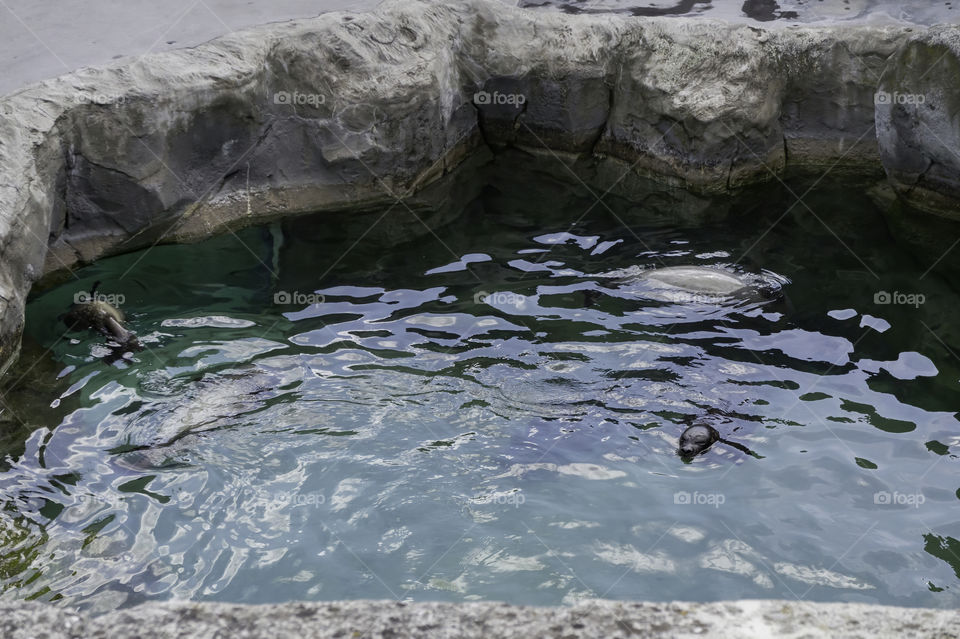 Several seals in a water basin