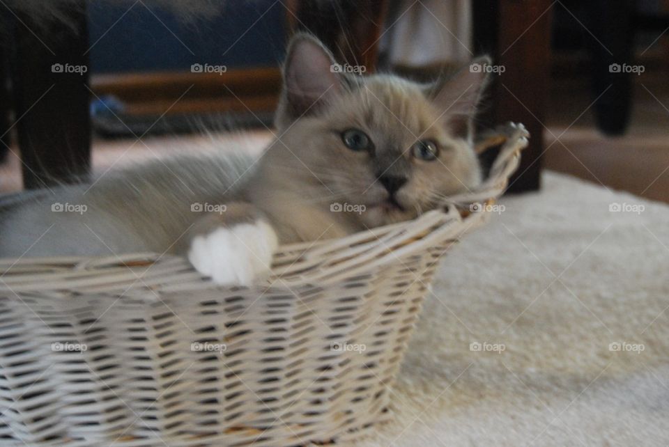 Ragdoll cat in basket