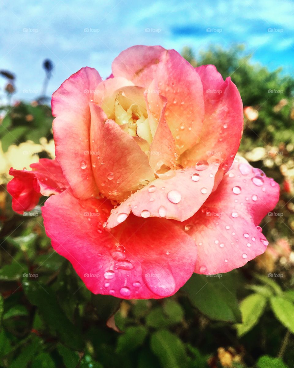 Flores muito bonitas do nosso jardim, embelezando nossas telas e inspirando-nos na labuta!