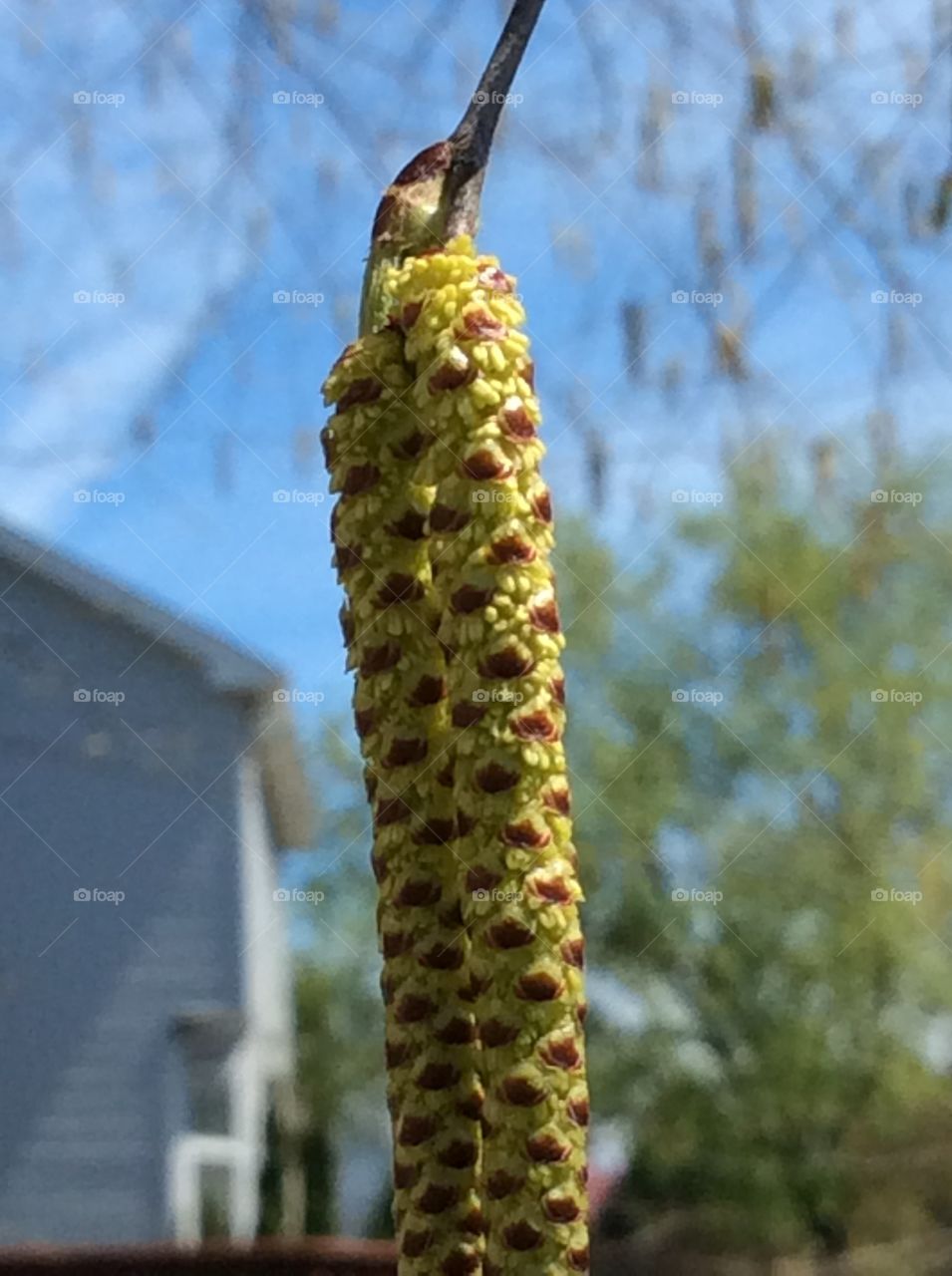 No Person, Cactus, Nature, Outdoors, Tree